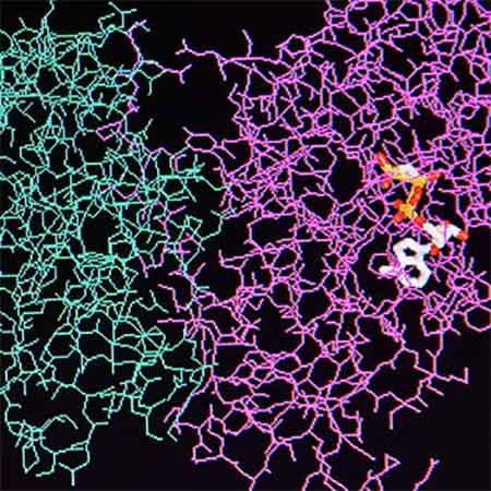 A diagram of a protein molecule.