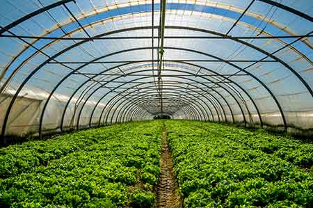 A large greenhouse on a sunny day with plants growing inside.