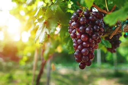 Grapes ripen in the sun in a Washington State vineyard.