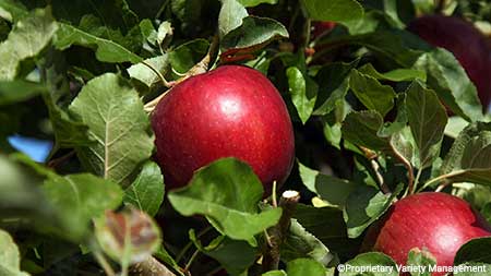 A Cosmic Crisp apple ripens in the midday sun.