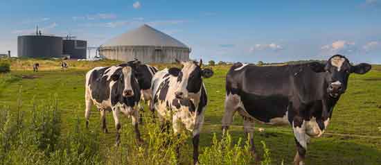 A biofuel plant converting cow waste into fuel.